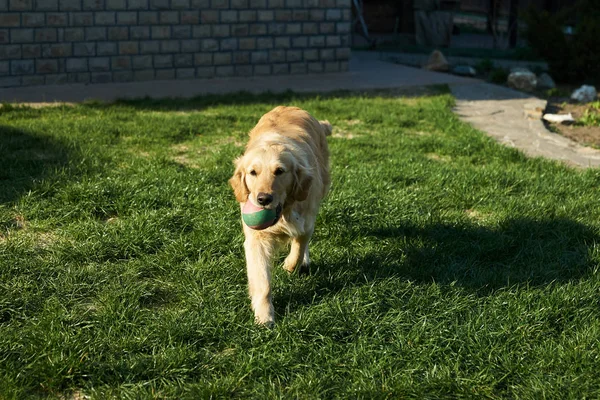 Cão Feliz Prado Joga Com Uma Bola — Fotografia de Stock