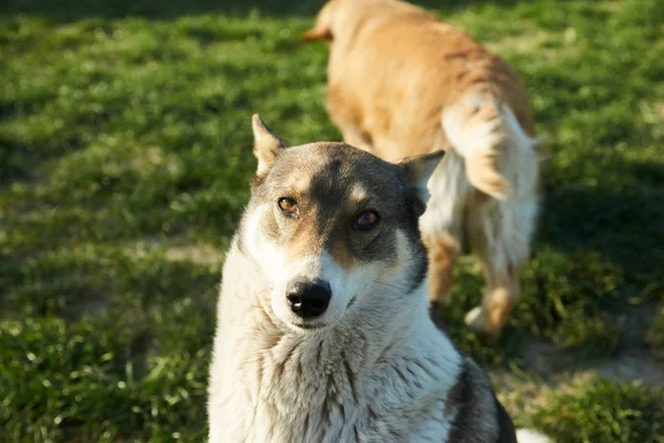 Портрет Молодой Собаки Играющей Лугу — стоковое фото