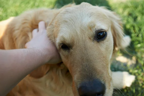 Portrait Jeune Chien Jouant Dans Prairie — Photo