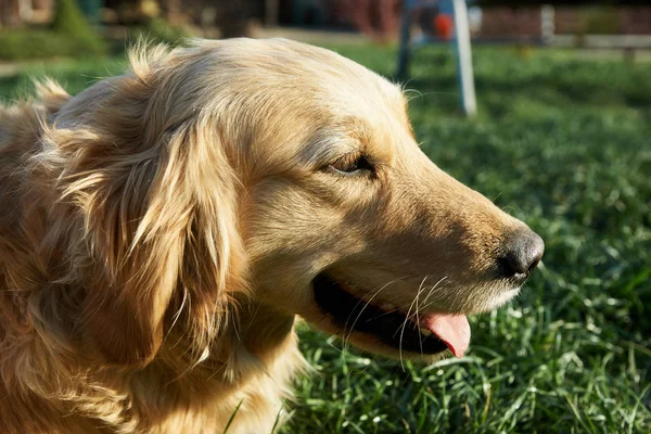 牧草地で遊ぶ若い犬の肖像画 — ストック写真