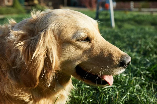 Retrato Jovem Cão Brincando Prado — Fotografia de Stock