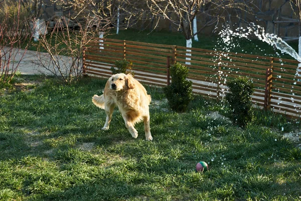 Den Hund Mit Spaß Waschen — Stockfoto