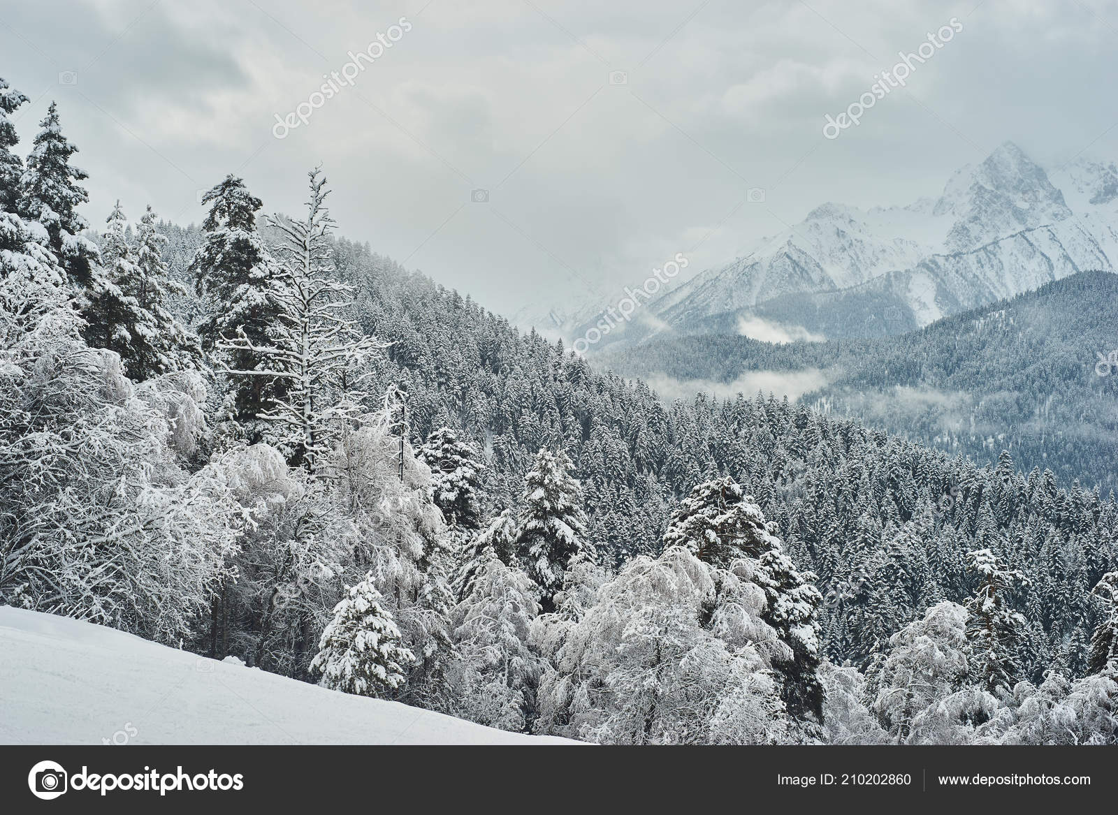 Snow Covered Fir Trees Background Mountain Peaks Panoramic View Picturesque Stock Photo Image By Garik Koen 210202860