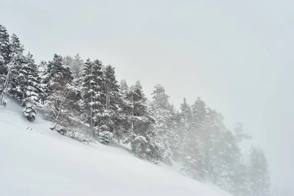 Majestic White Spruces Glowing Sunlight Picturesque Gorgeous Wintry Scene — Stock Photo, Image