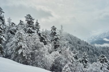 Kar köknar ağaçları dağ zirveleri arka plan üzerinde kaplı. Pitoresk karlı kış manzara panoramik manzaralı. Muhteşem ve sessiz güneşli gün.