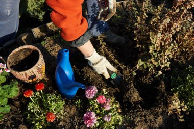 Fide yerdeki toprak hazırlığı bahçıvan eller