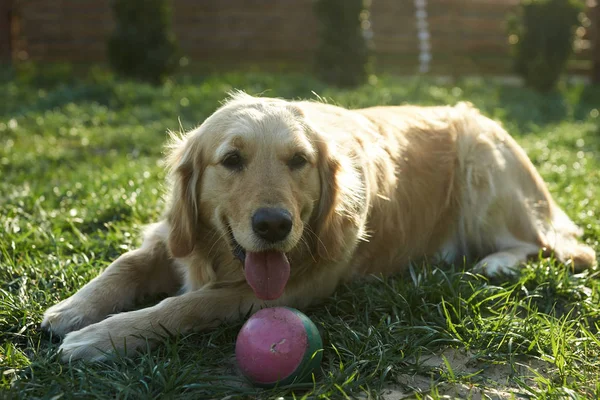 Glücklicher Hund Auf Der Wiese Spielt Mit Ball — Stockfoto