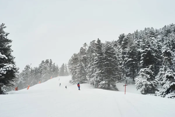 Winter Wonderland Pine Forest — Stock Photo, Image