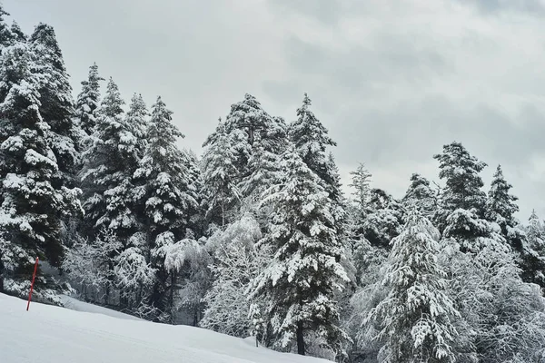 Winter Wonderland Pine Forest — Stock Photo, Image