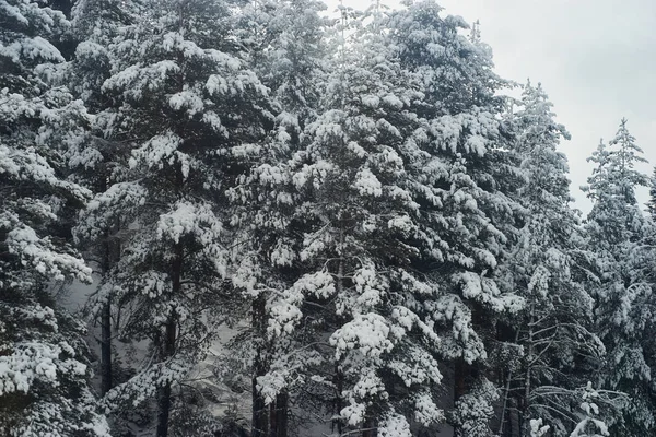 Maravillas Invierno Bosque Pinos — Foto de Stock