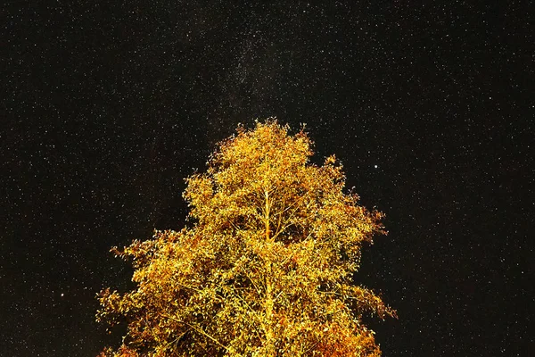 tree in the background of the night sky with the stars