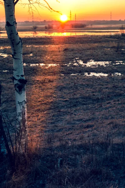 Rusland West Siberië Dageraad Gracht Mei Berken Voorgrond — Stockfoto