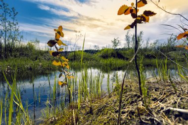 Proto küçük çalılar ve mavi bulutlu gökyüzü karşı yoğun çim ile büyümüş orman kenarında