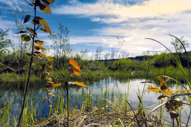 Proto küçük çalılar ve mavi bulutlu gökyüzü karşı yoğun çim ile büyümüş orman kenarında