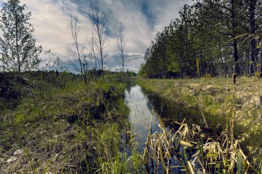 Proto küçük çalılar ve mavi bulutlu gökyüzü karşı yoğun çim ile büyümüş orman kenarında