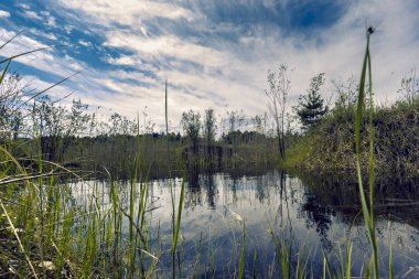 Proto küçük çalılar ve mavi bulutlu gökyüzü karşı yoğun çim ile büyümüş orman kenarında