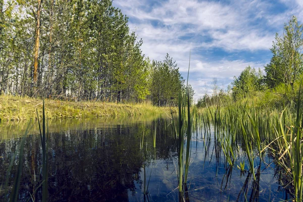 Proto Sul Bordo Della Foresta Ricoperta Piccoli Arbusti Erba Densa — Foto Stock