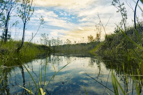 Proto küçük çalılar ve mavi bulutlu gökyüzü karşı yoğun çim ile büyümüş orman kenarında