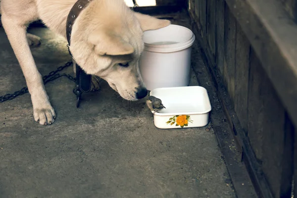 The dog sniffs a bird of the sparrow, which climbed into a dog bowl
