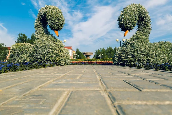 Svanar Gjord Riktiga Blommor Belägna Mittemot Varandra Mot Bakgrund Torget — Stockfoto