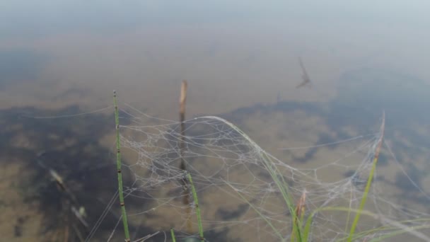 朝の霧で覆われた森林湖の滑らかさに掛かる Web に巻き込まれ草芝生の上 Web — ストック動画