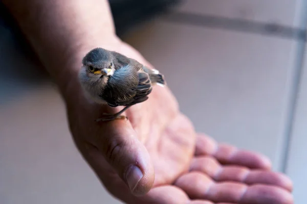 Peasant Holding Young Bird Sparrow Fallen Its Nest — Stock Photo, Image