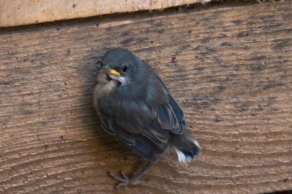 Nichon Accroché Sur Planche Position Verticale Serrant Ses Griffes Près — Photo