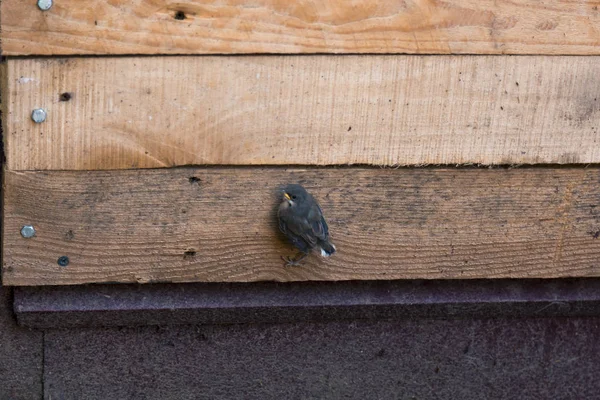 Dik Bir Pozisyonda Pençeleri Clasping Tahtaya Asılı Yavru Yakın Çekim — Stok fotoğraf