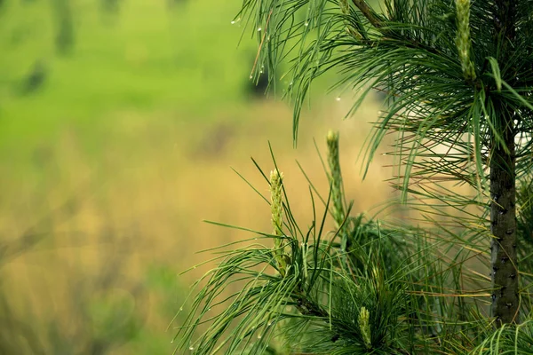 Riñón Verde Claro Apareció Rama Pino — Foto de Stock