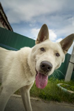 Yürüyüşe beyaz bir köpek Laika portresi