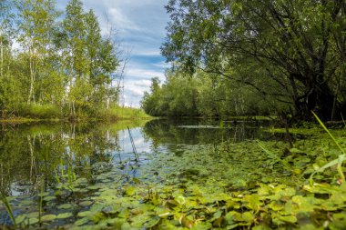 Orman Nehri boyunca yoğun bitki örtüsü ile büyümüş