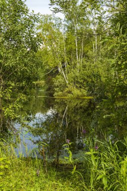Orman Nehri boyunca yoğun bitki örtüsü ile büyümüş