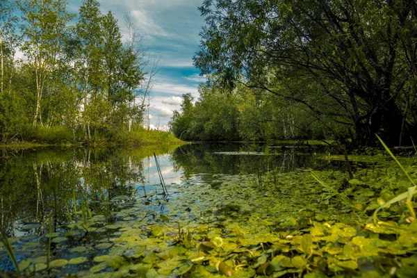 Rivière Forêt Envahi Par Une Végétation Dense Long Des Rives — Photo