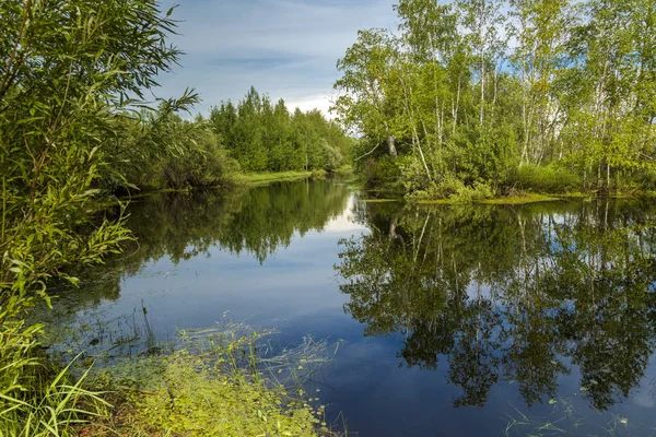Rivière Forêt Envahi Par Une Végétation Dense Long Des Rives — Photo