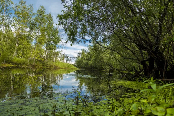 Rivière Forêt Envahi Par Une Végétation Dense Long Des Rives — Photo