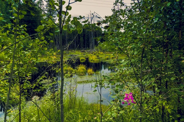 Moss Çimen Çürük Cornwall Yoğun Bitki Örtüsü Ile Büyümüş Orman — Stok fotoğraf