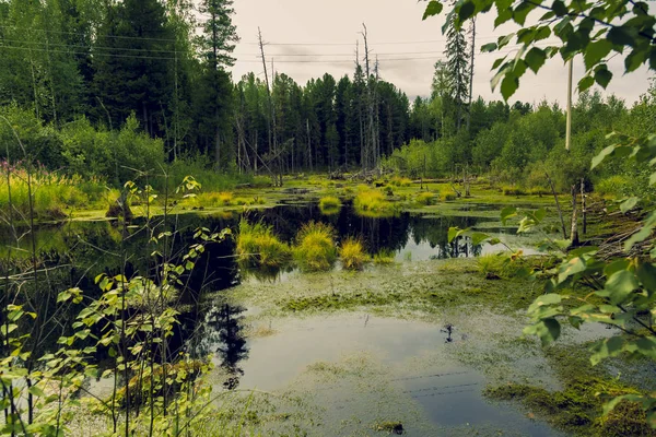 Palude Foresta Ricoperta Erba Muschio Muro Mais Marcio Fitta Vegetazione — Foto Stock