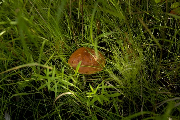 蘑菇与红色帽子在厚实然而未触及的8月草 — 图库照片