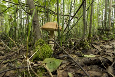 Yalnız geçen yıl düşen yapraklar ve kuru dalları çerçevede yoğun Çim mantar büyüyen