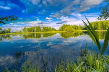 Gündüz doğal manzara orman nehrin yanında