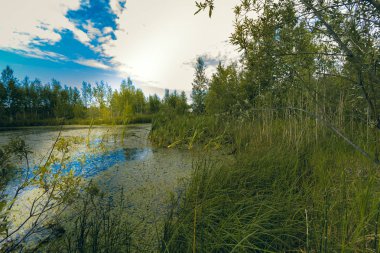 Bir orman nehir parke erken Ağustos ayında fazla gelişmiş küçük orman bankalarla