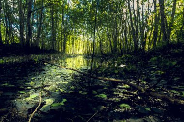 Orman glade ile güneş ışığı ile sular altında su birikintileri
