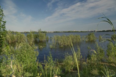 Sibirya nehir Ob kıyı çalılar ve ağaçlar sel bankalardan ortaya çıkmıştır