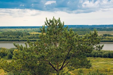 Kahverengi bir gövde bir nehir arka planı dallı bir iğne yapraklı ağaç Close-up