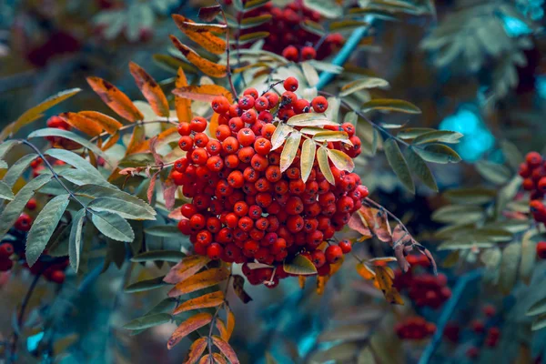 Yeşil Yapraklı Bir Dalın Üzerinde Kızıl Dağ Küllerinden Oluşan Olgun — Stok fotoğraf