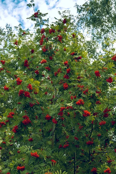 Rowan Tree Strewn Brushes Ripe Orange Red Berries Blue Sky — Stock Photo, Image