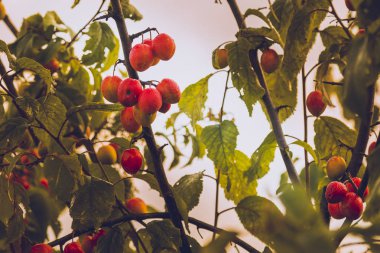 Meyve parlak kırmızı erik dalı sarı yeşil yaprakları