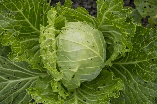 Moget Gaffel Kål Med Gröna Blad Naturen — Stockfoto