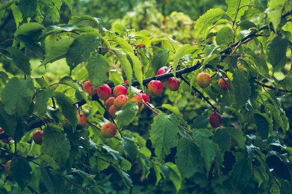 Früchte Leuchtend Roter Pflaumen Einem Zweig Mit Gelb Grünen Blättern — Stockfoto