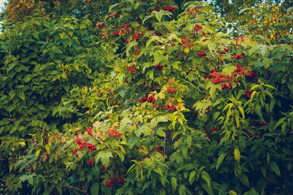 Fruits Bright Red Berries Viburnum Branch Yellow Green Leaves — Stock Photo, Image